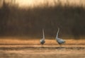 Great Egrets Dancing at Sunrise Royalty Free Stock Photo