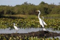 Great egrets and Snowy egret standing in river Royalty Free Stock Photo