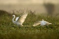 Great egrets Fighting in morning
