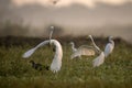 Great egrets Fighting in morning