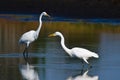 Great Egrets Hunting for Fish in Autumn