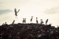 great egrets lined up on a pile of garbage in a landfill