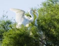 Great Egrets in Louisiana