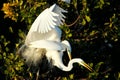Great egrets mating Royalty Free Stock Photo