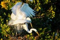 Great egrets mating Royalty Free Stock Photo
