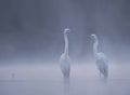 Realistic Great White Egrets in the morning lake in fog Royalty Free Stock Photo