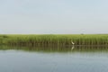 Great egrets