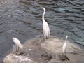 Great Egrets on the rocks