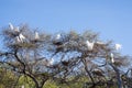 Great Egrets in the Wild