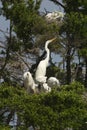 Great egrets and young Royalty Free Stock Photo