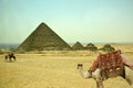 The great Egyptian Pyramid and the white camel Royalty Free Stock Photo