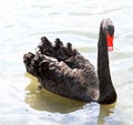 Great elegant black swan with the long neck in the pond Royalty Free Stock Photo