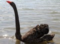 Great elegant black swan with the long neck in the pond Royalty Free Stock Photo