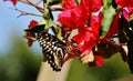 Great emperor butterfly