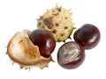 The great English Conker (Horse Chestnut) Royalty Free Stock Photo