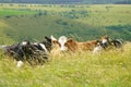 Great English landscapes Dorset region cows in a field. Royalty Free Stock Photo