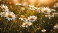 great environment chamomile outdoor sunny a clearing blooming photo color card atmospheric