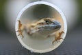 Great escape of a fence lizard Royalty Free Stock Photo