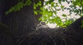 A great Eurasian Eagle Owl Bubo Bubo bustard chick sits in a nest and waits for its parents to catch it