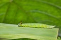 Great Evening Brown caterpillar