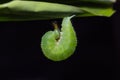 Great Evening Brown caterpillar