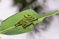 Great Evening Brown caterpillars