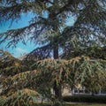 A great example of a beautiful big and old Cedar Tree Cedrus libani or Lebanon Cedar Royalty Free Stock Photo