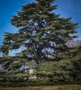 A great example of a beautiful big and old Cedar Tree Cedrus libani or Lebanon Cedar Royalty Free Stock Photo