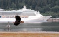 Alaska- Juneau- Close Up of a Young Bald Eagle Flying in Front of Cruise Ship Royalty Free Stock Photo