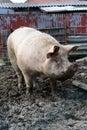 Great fattened pig Royalty Free Stock Photo