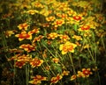 Great field of flowers called Bidens in spring Royalty Free Stock Photo
