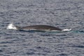 A great fin whale Balaenoptera physalus Royalty Free Stock Photo