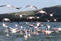 Lesser Flamingos moving away