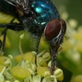 Great fly eye Royalty Free Stock Photo
