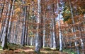 the great forests with the colors of autumn