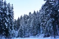 The great forests covered with fresh snow