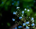 Great Forget me not or Scorpion grasses flower growing in the garden in spring Royalty Free Stock Photo