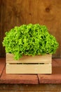 Great fresh organic green lettuce