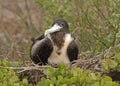 Great Frigate Bird, Galapagos Islands Royalty Free Stock Photo