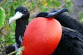 Great Frigate Bird during its mating ritual