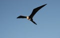 Great Frigatebird Flying