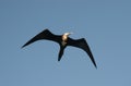 Great Frigatebird Flying