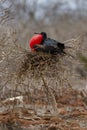 Great Frigatebird in Galapagos Islands, Ecuador