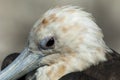 Great Frigatebird, Grote Fregatvogel, Fregata minor Royalty Free Stock Photo