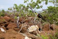 Great Frigatebird 832491