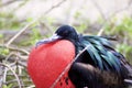 Great Frigatebird 832295