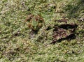Great frog camouflaged amidst the pond Royalty Free Stock Photo
