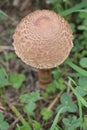 Great fruit body of parasol mushroom (Macrolepiota procera), seen from above