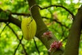 The great fruit of Carambola it is also known as star fruit or 5 fingers