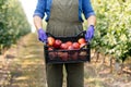 Great fruit harvest in summer and autumn season, work on eco farm and small business